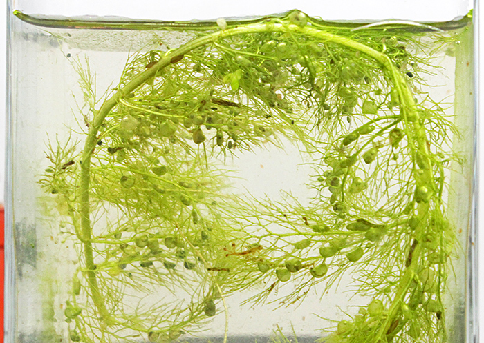 Bladderwort and waterfleas