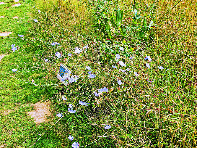 Chicory in the meadow