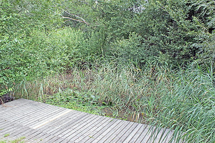 Dipping pond