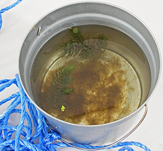 Millpond sample