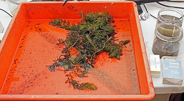 Millpond sample