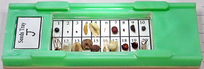 Slide of dry-mounted seeds