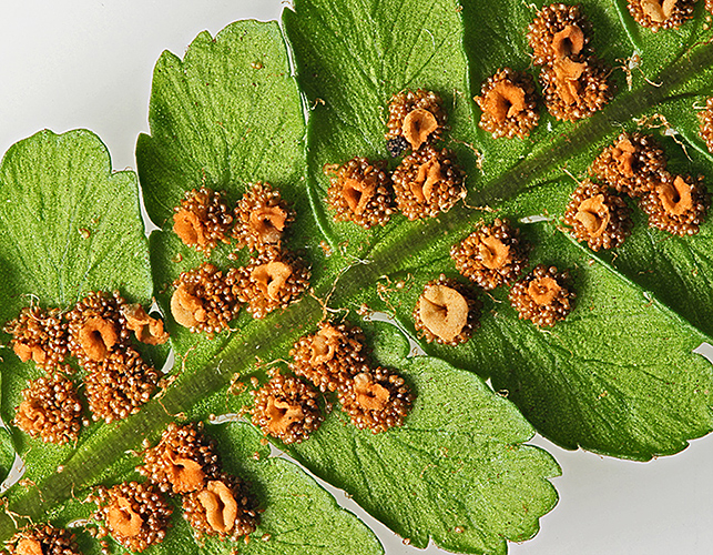 Sori on underside of fern frond