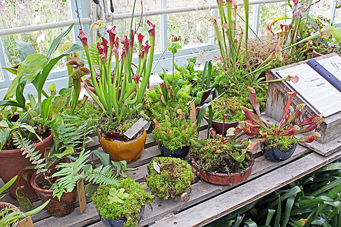 Greenhouse plants
