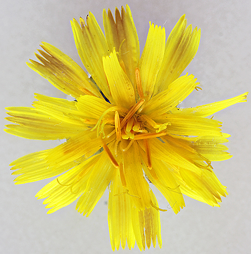 Hawkbit flower