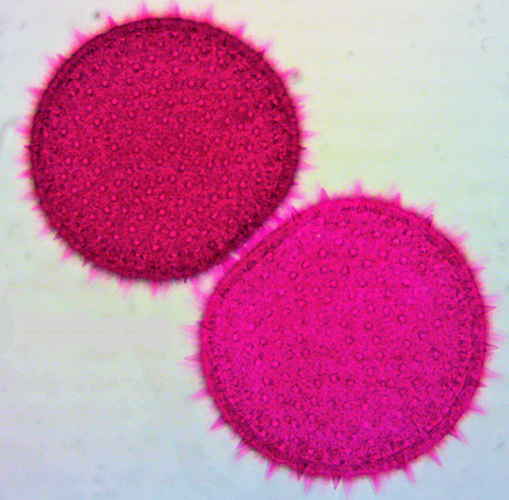 Hollyhock pollen