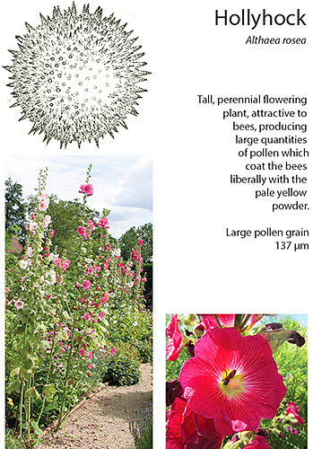 Hollyhock poster