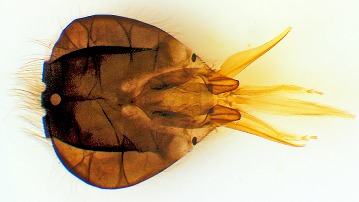 Head of honeybee