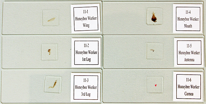Slides of honeybee parts