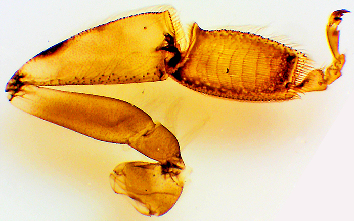 Hind leg of honeybee