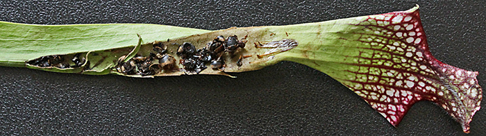 Insects trapped in pitcher plant