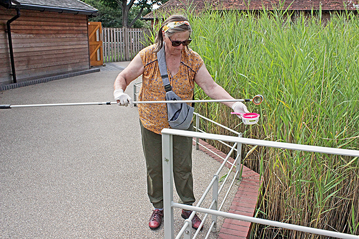 Jacky McPherson sampling the reed bed