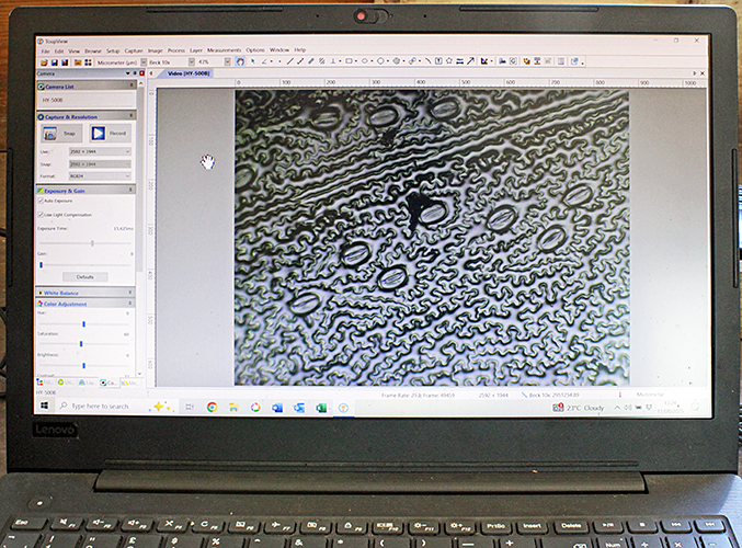 Leaf peel on a computer