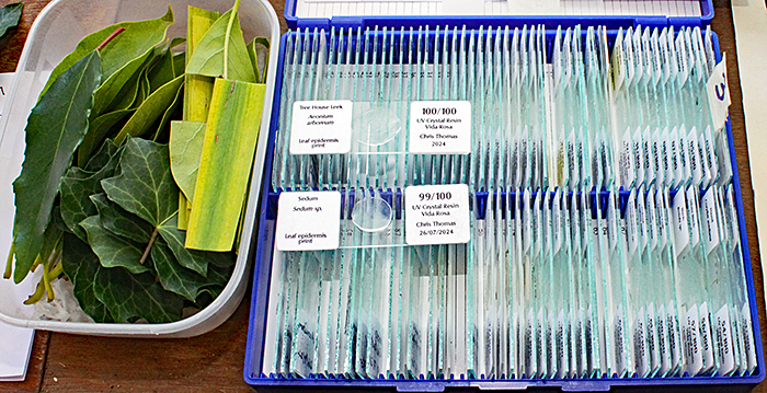 Slides of leaf peels