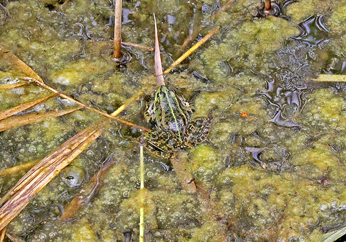 Marsh frog