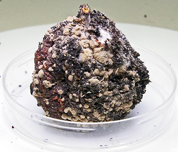 Small mouldy apple