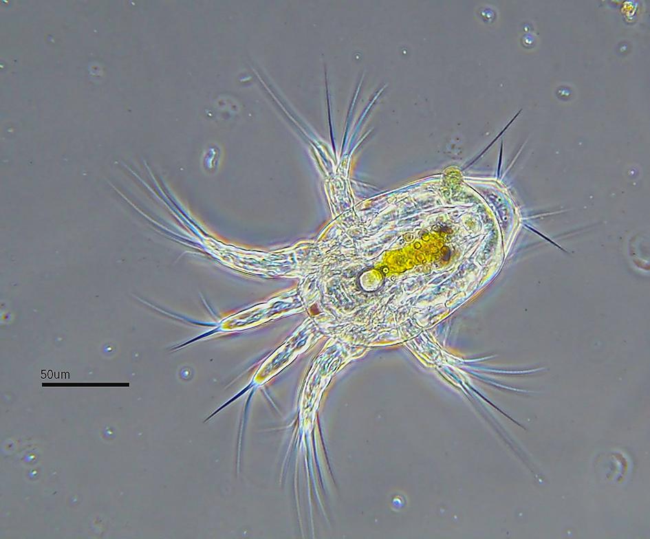 Nauplius larva