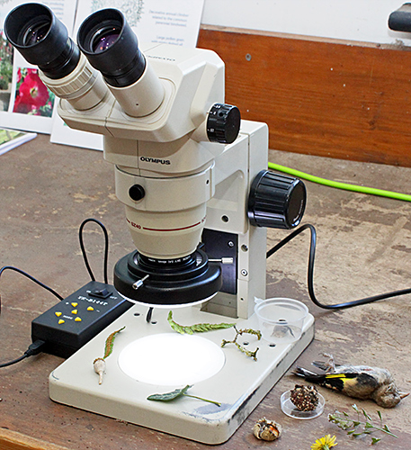 Stereo microscope