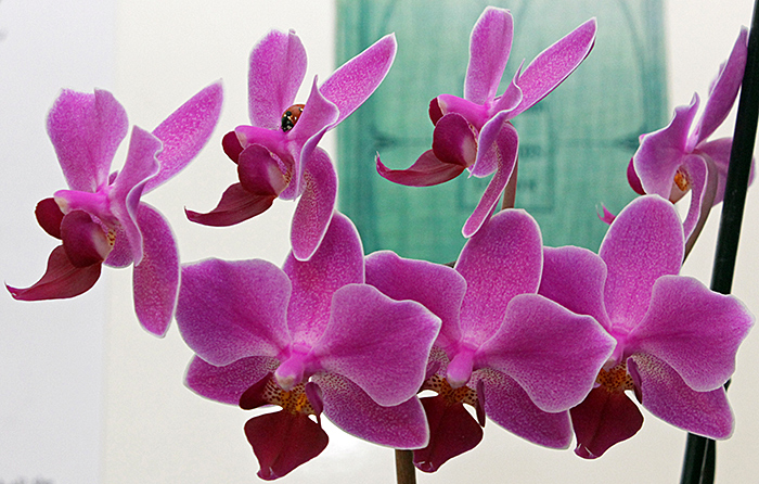 Potted orchid in full bloom