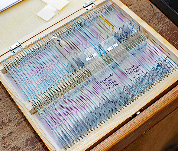 Slides of pollen