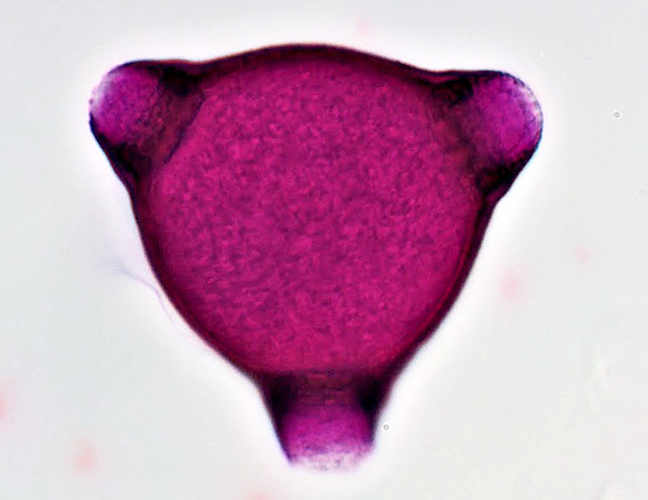 Rosebay willowherb pollen