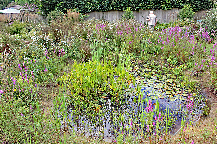 Shelley pond