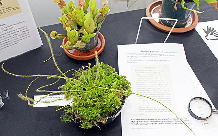 Sundew and pitcher plant