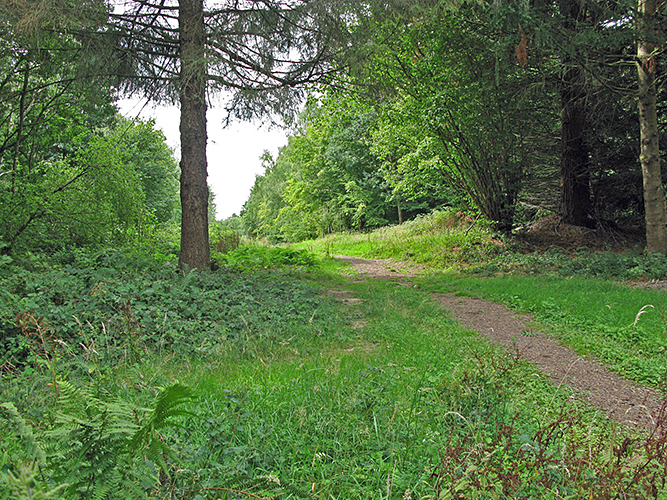 Woodland path