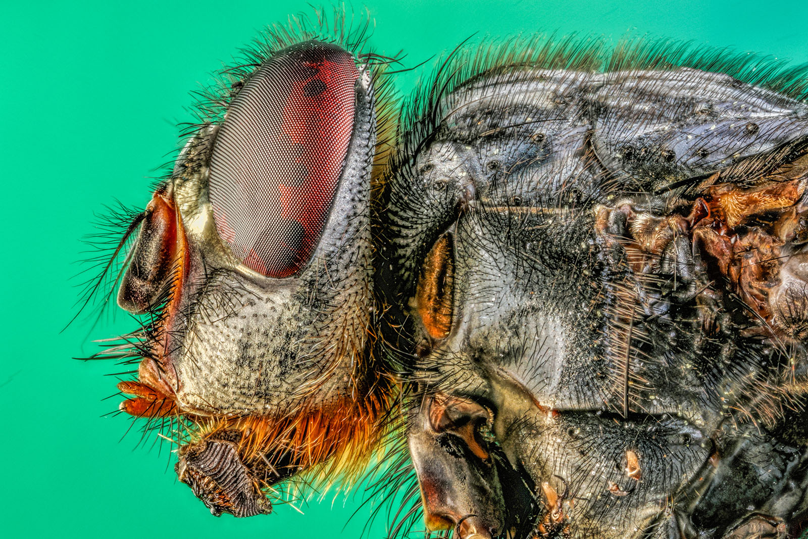 Blow-Fly