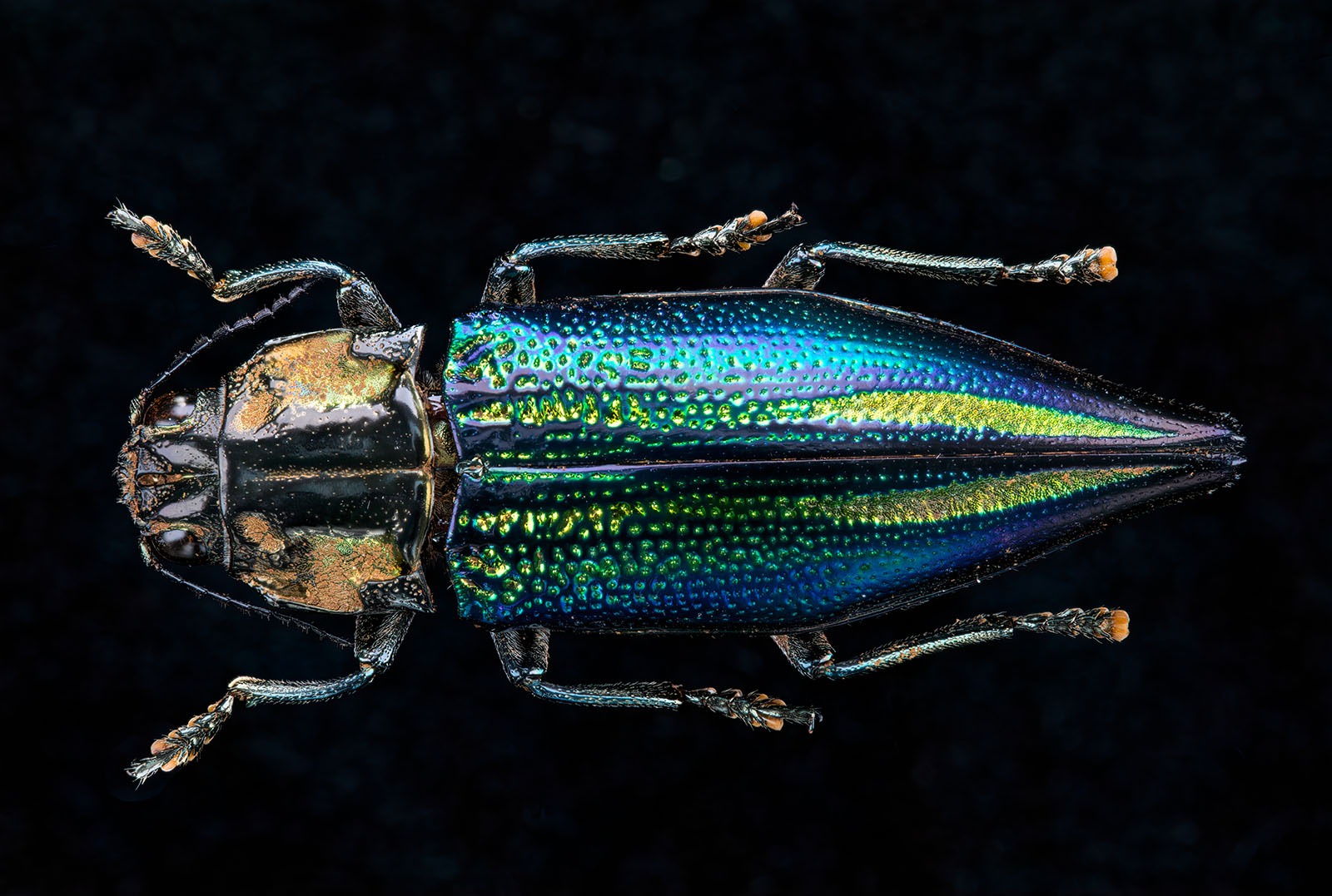 Cyphogastra sp. Jewel Beetle