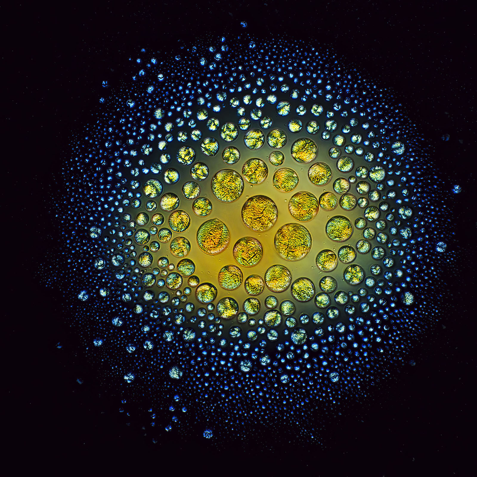 Crystalline vitamin A
