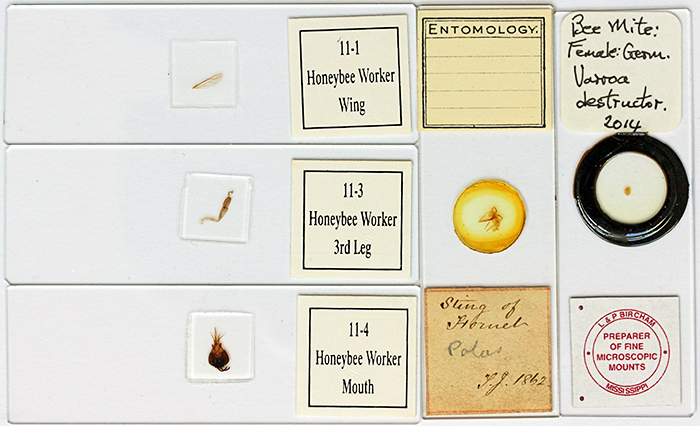 Slides of bee anatomy