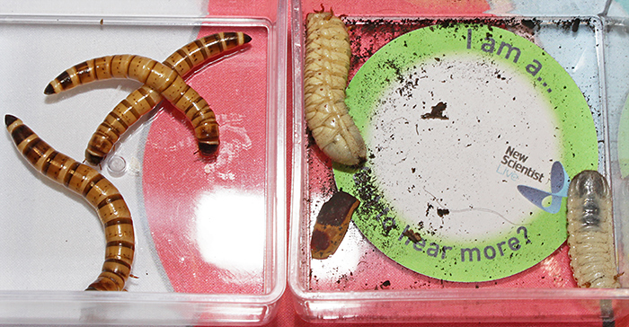 Beetle larvae