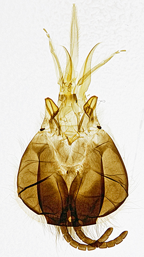 Honeybee worker mouth