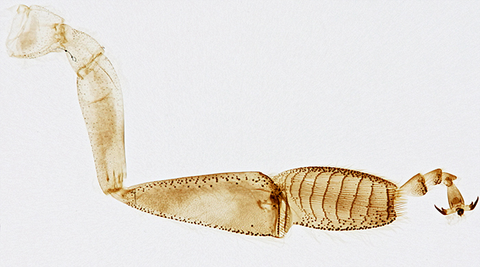 Honeybee worker third leg