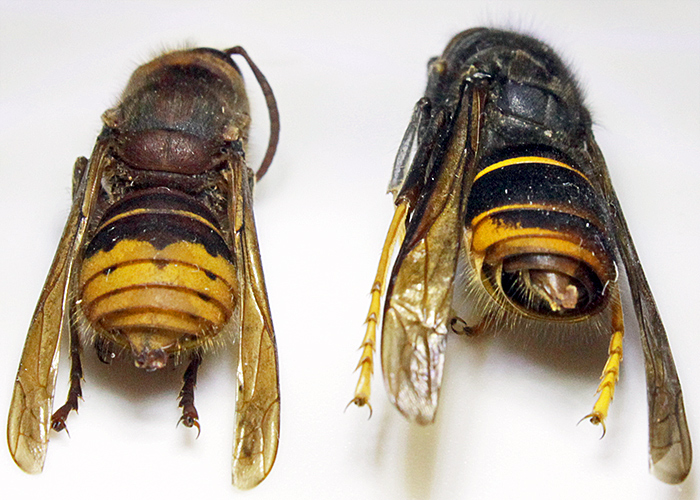 Hornet comparison