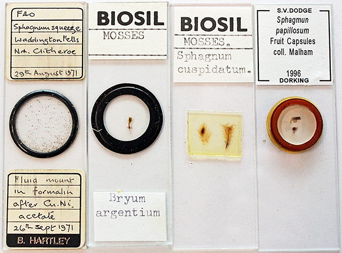 Joan Bingley’s slides