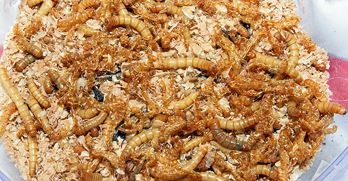 Mealworms