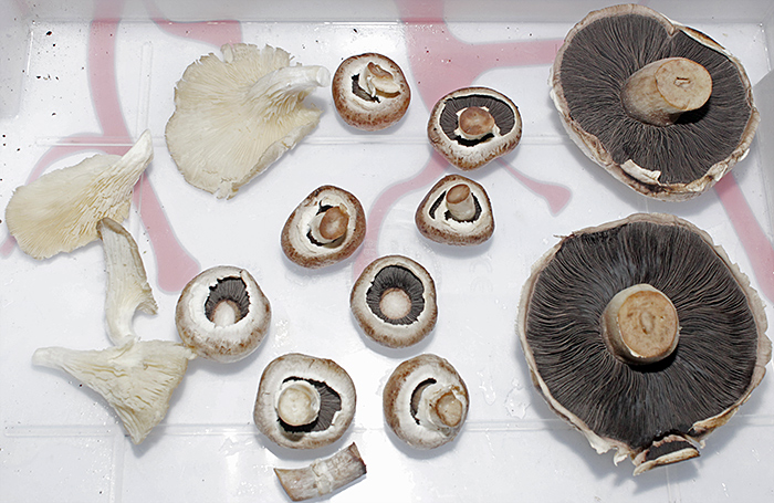 Mushrooms