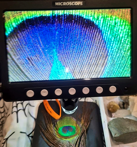 Peacock feather