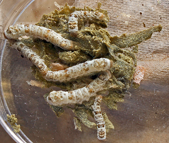 Silkworms