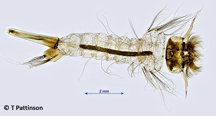 <em>Culex sp.</em>larva