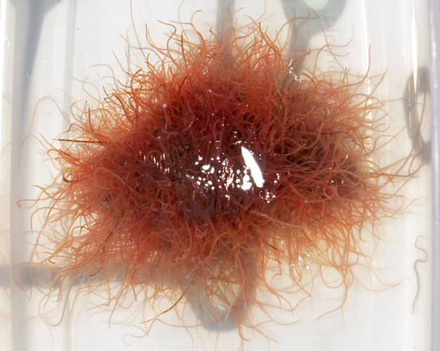 Tubifex worms