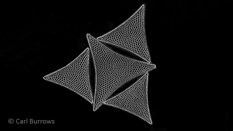 Triceratium megastomum marine diatom