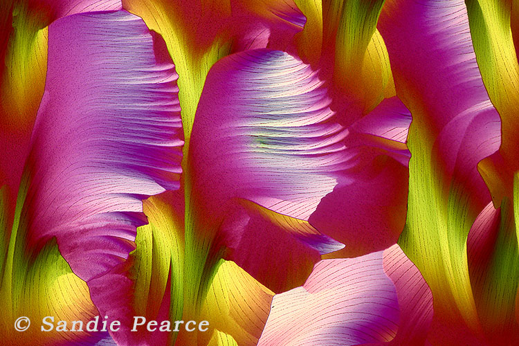 Spring flowers – Barnard Certificate