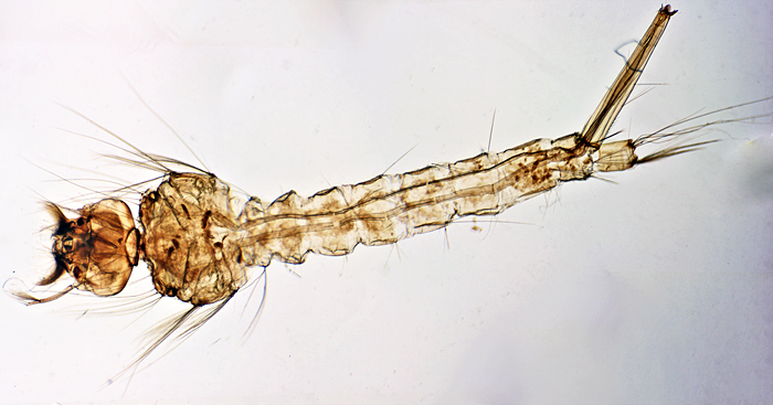 Mosquito larva (Culex sp.)