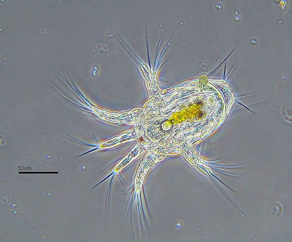 Nauplius larva using phase contrast