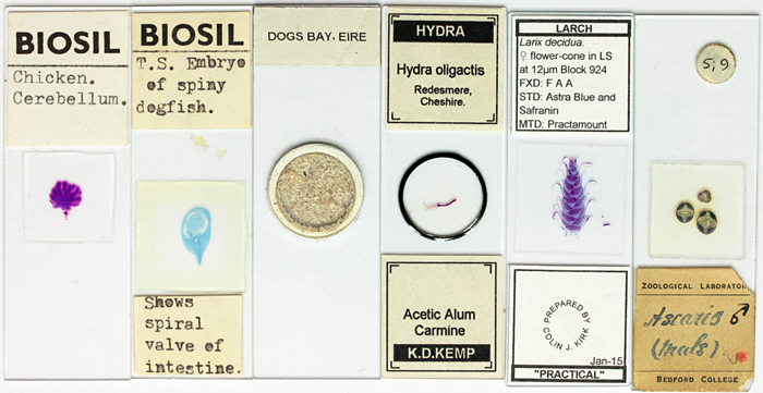 Microscope slides
