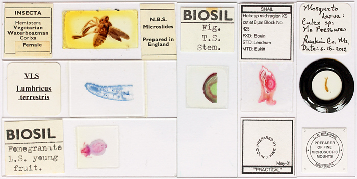 Microscope slides