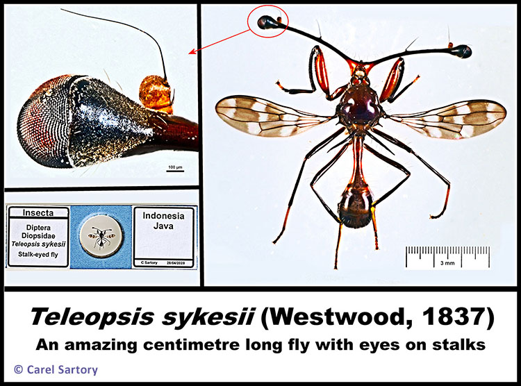 Teleopsis sykesii - a stalk-eyed fly from Java